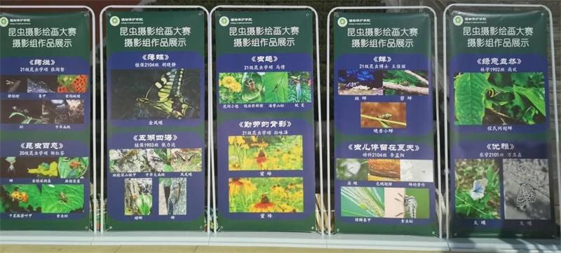 bb7669e95418411d8ad8670af39c4365.jpg 昆虫摄影绘画大赛_800.jpg